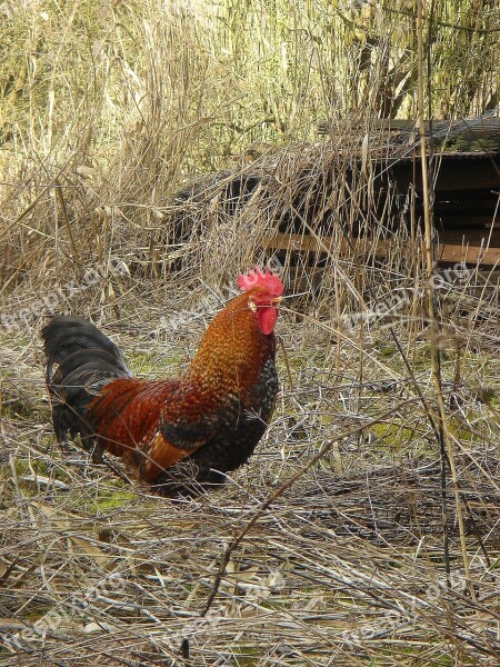 Cock Poultry Pet Feather Free Photos