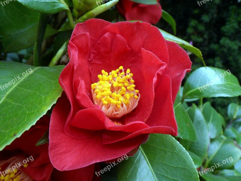 Plant Nature Blossom Bloom Macro