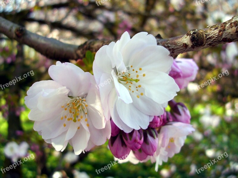 Flower Pink Flower Plant Spring Nature