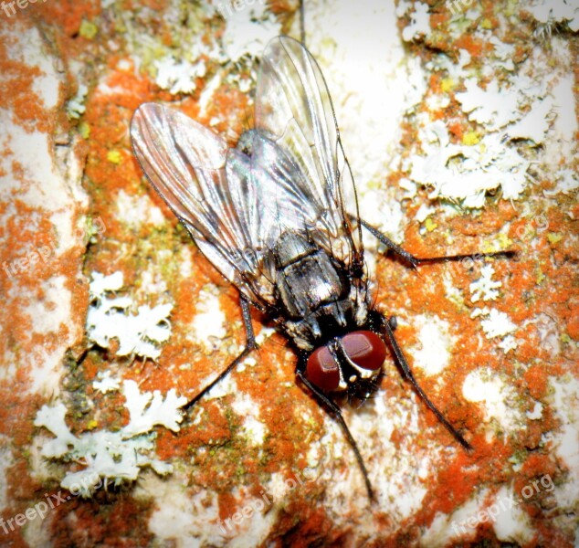 Fly Macro Animal Bug Free Photos