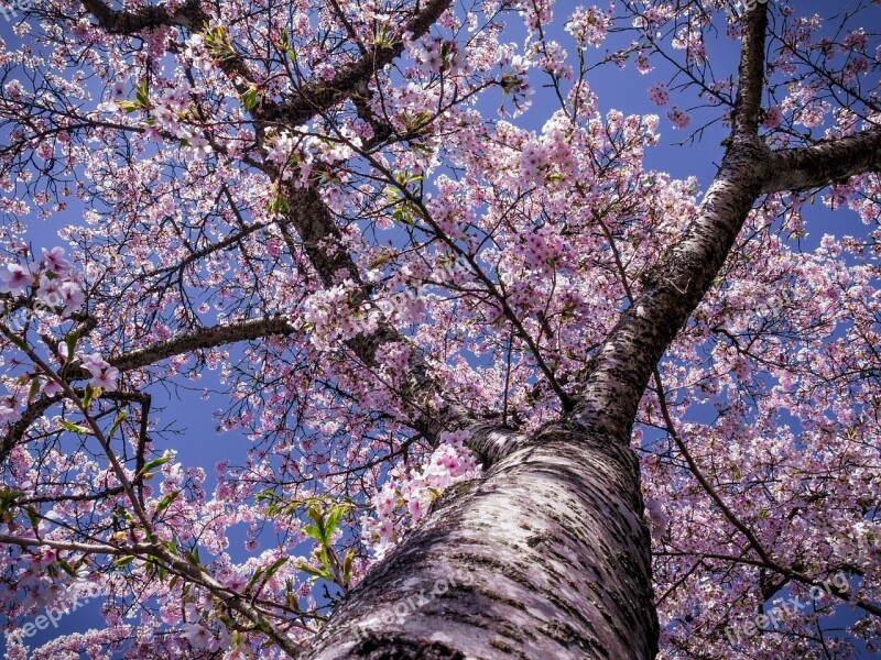 Cherry Blossom Tree Bloom Nature