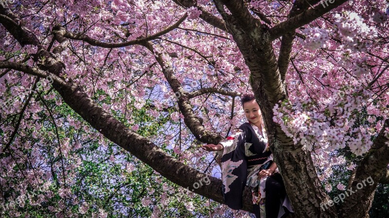 Japanese Girl Kimono Woman Cherry Blossom