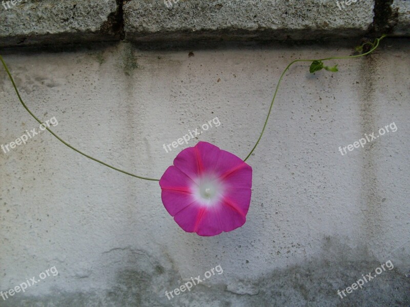 Morning Glory City Fence Free Photos