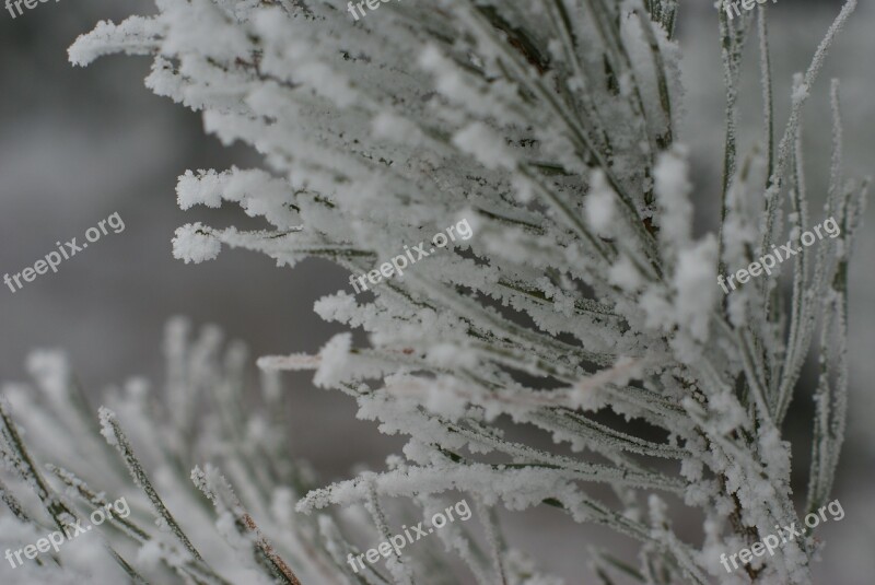 Winter Snow Frost Tree Needles