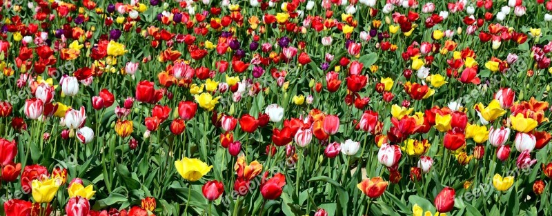 Tulips Tulip Field Tulpenbluete Flowers Nature