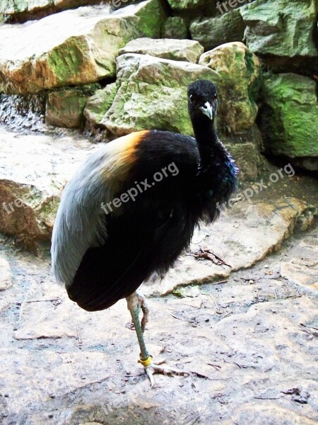 Grey-winged Trumpeter Psophia Crepitans Bird Amazon Rainforest Psophiidae