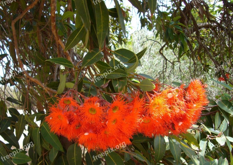 Exotic Flowers Bloom Nature Incomplete Flowers