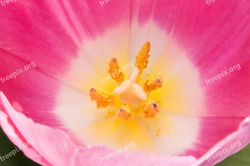 Tulip Stamp Stamens Lily Spring