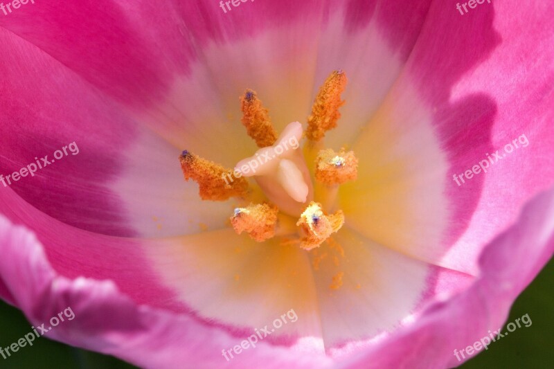 Tulip Stamp Stamens Lily Spring