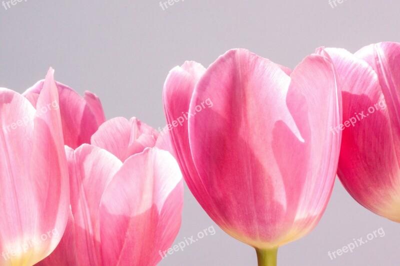 Tulip Lily Spring Nature Flowers