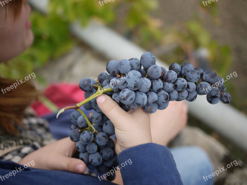 Grapes Sicily Wine Wine Making Free Photos