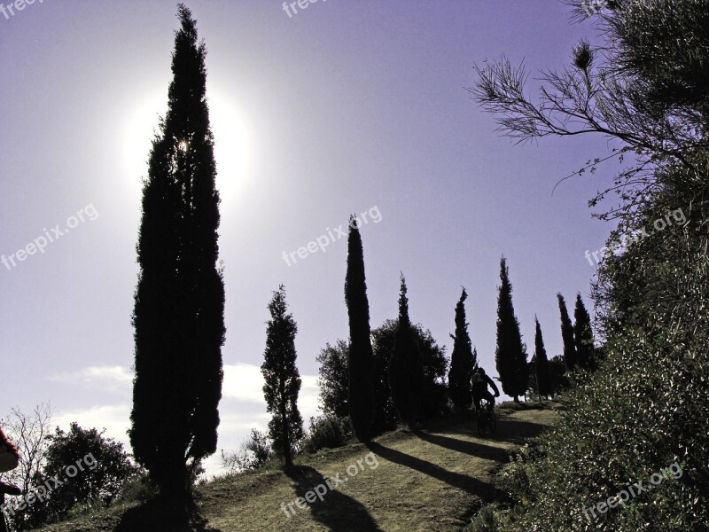 Cypress Trees Backlight Free Photos