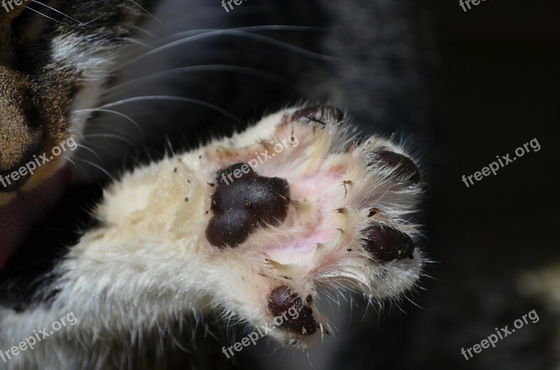 Cat's Paw Paw Print Paw Free Photos