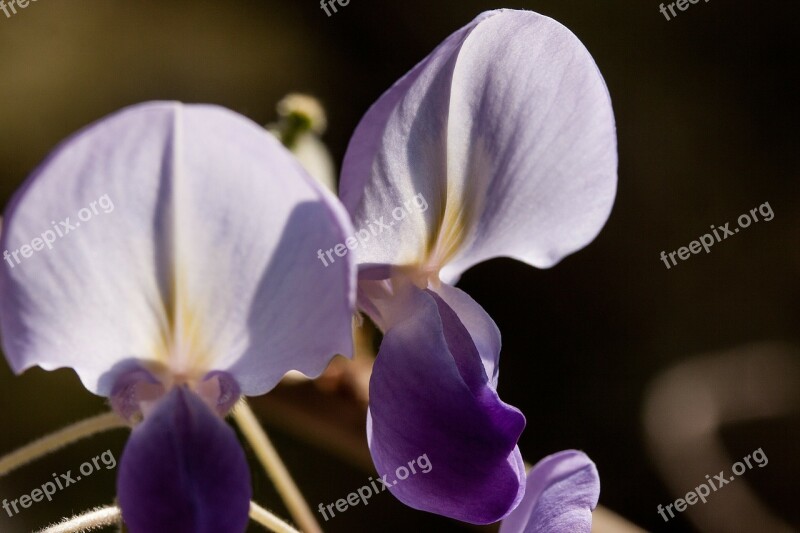 Blue Rain Wisteria Wisterien Glycinen Ticular