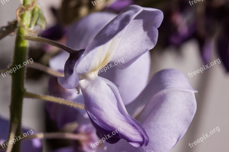 Blue Rain Wisteria Wisterien Glycinen Ticular