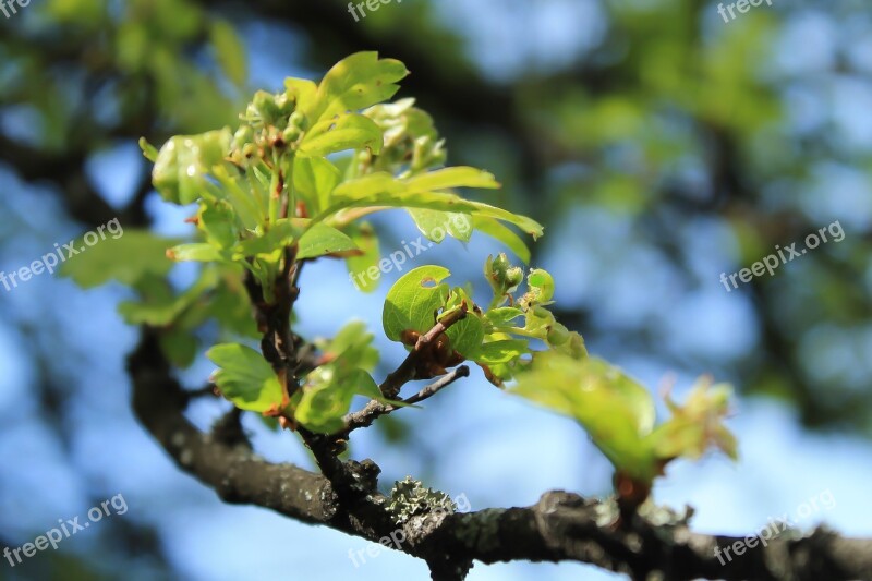 Spring Branch Foliage Green Leaves