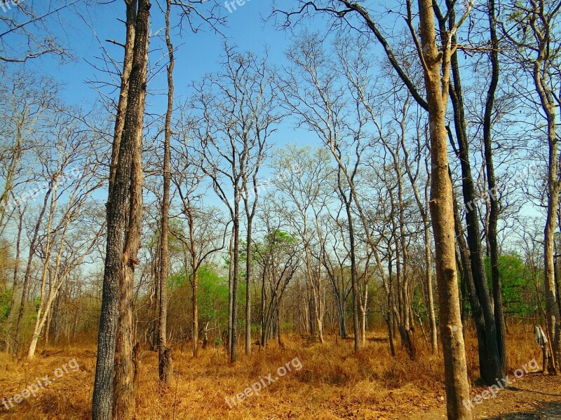 Forest Deciduous Mixed Forest Leaves Shed Summer