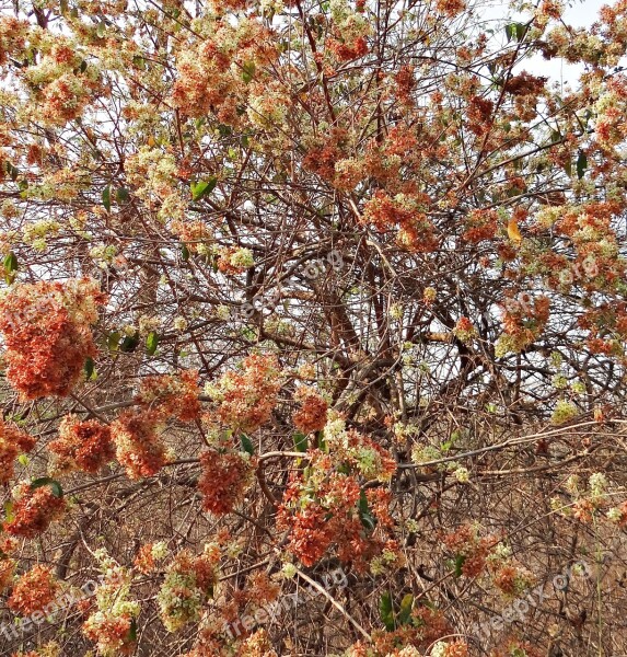 Wild Flower Paper Flower Climber Gaichho Lata Kokoray Dhonoti