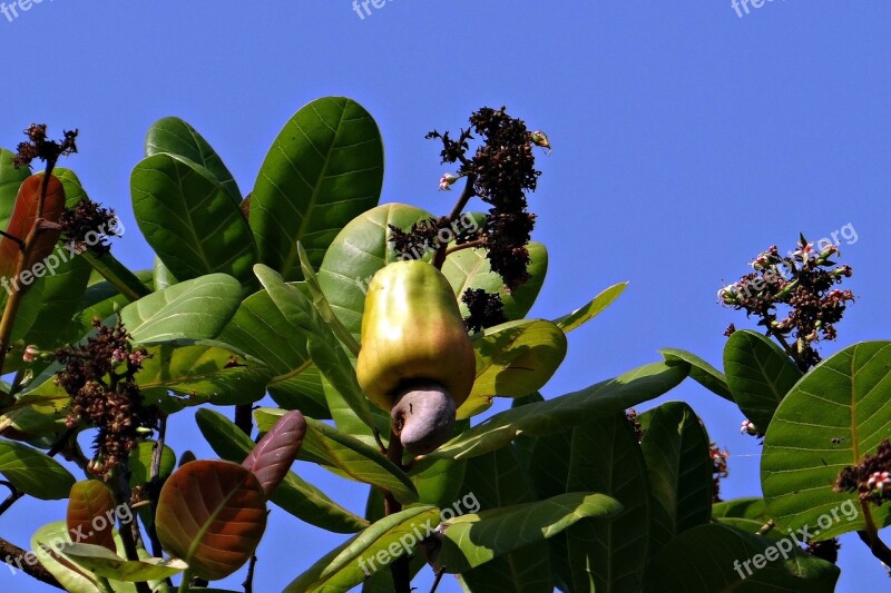 Cashew Nuts Fruit Tree Anacardiaceae Mango Family