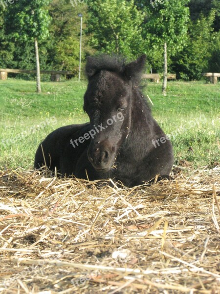 Foal Filly Pony Ponette Petit