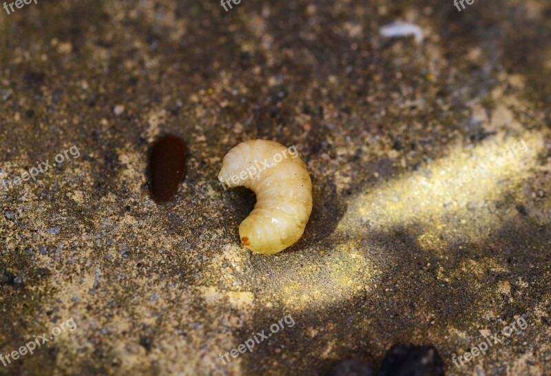 Honey Bee Larvae Apis Mellifera Grub Bee Hatch