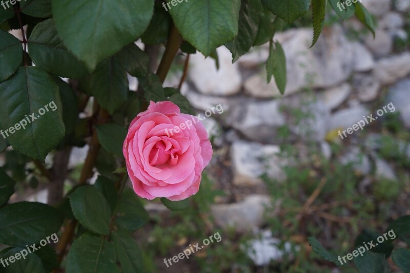 Rose Flower Roses Flora Nature