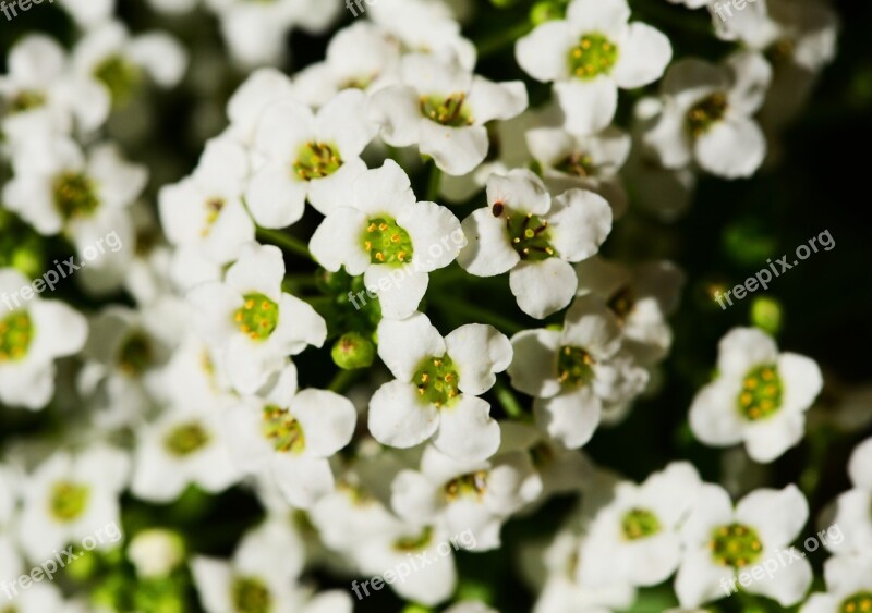 Little Dorrit Alyssum Lobularia Maritima Sweet Alison Sweet Alyssum