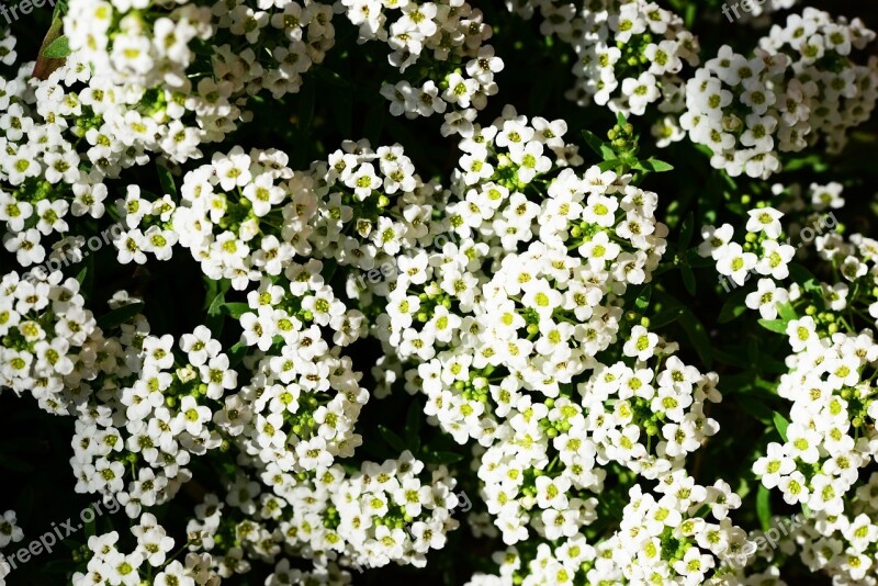 Little Dorrit Alyssum Lobularia Maritima Sweet Alison Sweet Alyssum