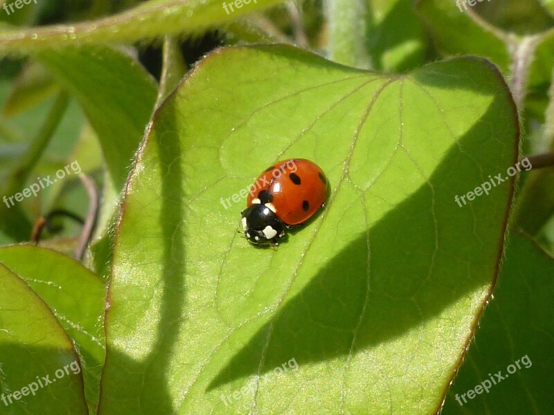 Ladybug Leaf Beetle Red Dots Lucky Charm