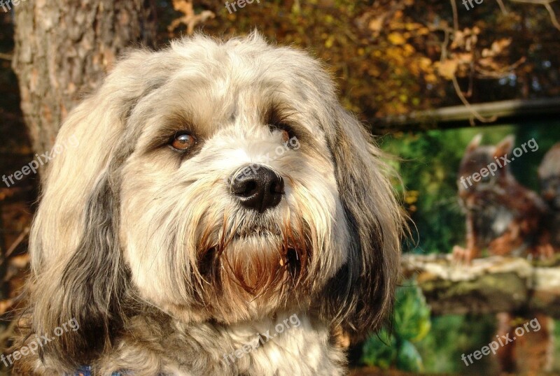 Dog Tibetan Terrier Small Dog Portrait Close Up