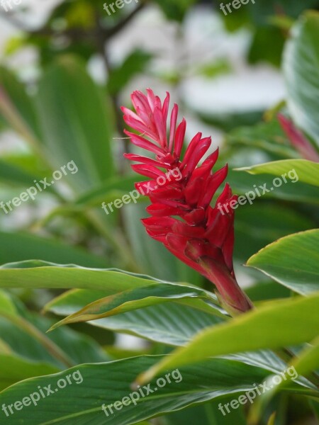 Red Flower Tropical Garden Cebu