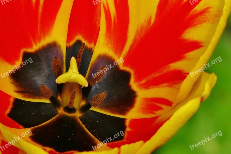 Tulip Tulips Spring Flower Nature