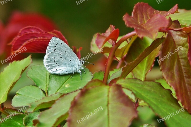 Common Blue Butterflies Common Bläuling Blue Butterfly