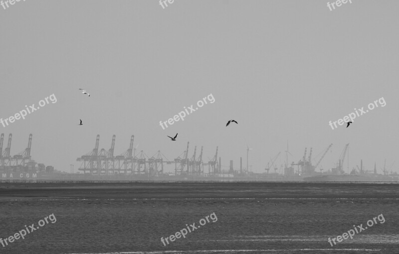 Gulls Bremerhaven Port Dark Water