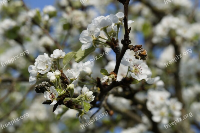 Apple Apple Tree Apple Blossom Blossom Bloom