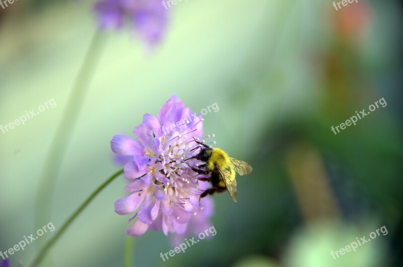 Bee Flower Barnsdale Gardens Honeybee Insects