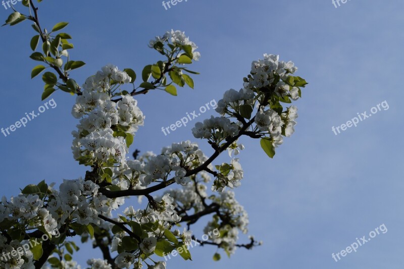 Apple Apple Tree Apple Blossom Blossom Bloom