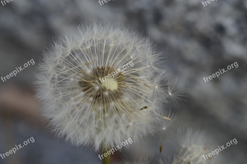 Dandelion Seeds Round Tender Close Up