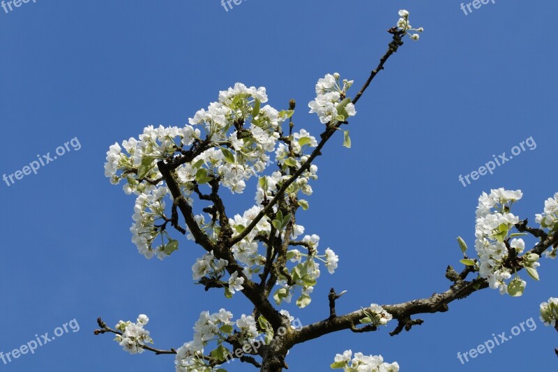 Apple Apple Tree Apple Blossom Blossom Bloom