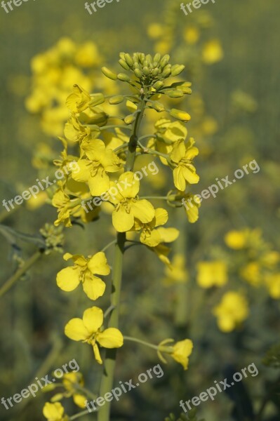 Oilseed Rape Rape Blossom Close Up Field Of Rapeseeds Oilseed Rape Plants