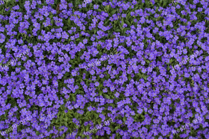 Blue Pillow Thread Bloom Spring Background