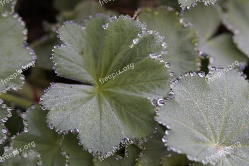 Frauenmantel Dew Dewdrop Decorated Drip