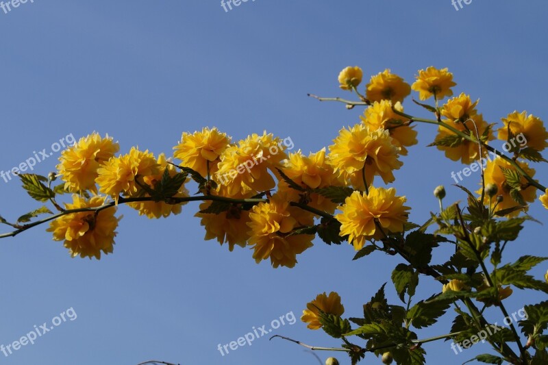 Bush Ornamental Plant Bloom Blossom Bloom