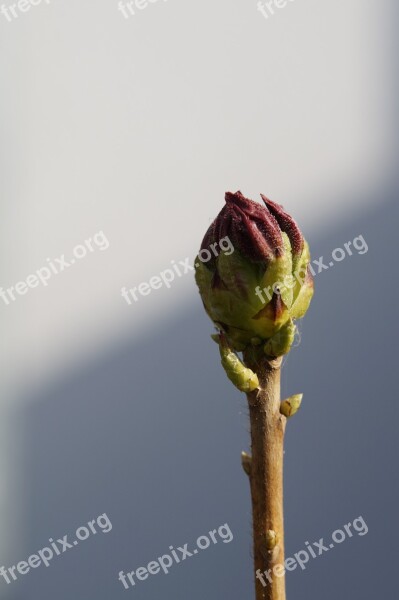 Bud Individually Engine Garden Nature