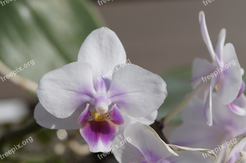 Orchid Blossom Bloom White Bloom