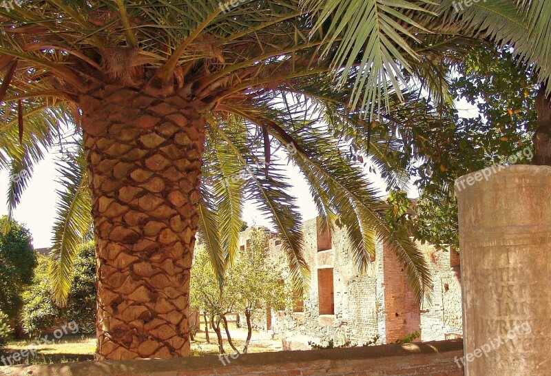 Ostia Antica Archaeological Site Ruins Palm Italy