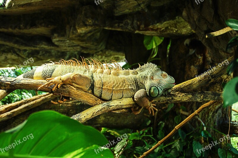 Iguana Reptile Iguanidae Green Lizard