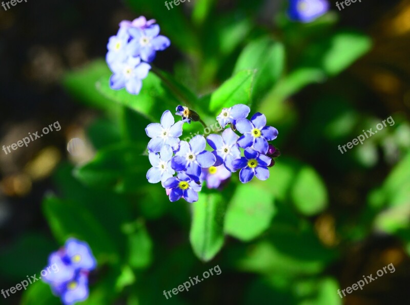 Forget-me-not Myosotis Mouses Ear Blue Tiny