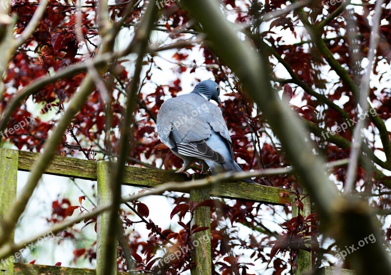 Woodpigeon Pigeon Perched Fence Tree