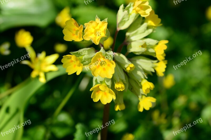 Cowslip Primula Veris Flower Yellow Primula